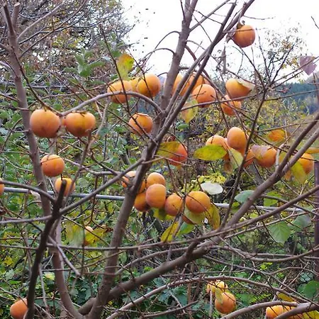 Orhidea Penzion