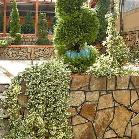 Orhidea